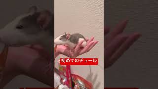 ファンシーラットお迎え【初めてのチュール】#ファンシーラット#動物 #ペット #可愛い #癒し #ねずみ #rat #小動物 #fancyrat #shorts