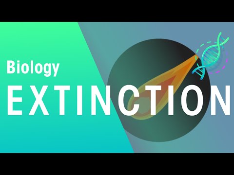What is the extinction of species?