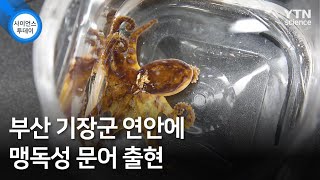 부산 기장군 연안에 맹독성 문어 출현 / YTN 사이언스