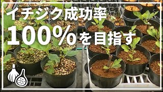 【イチジク】挿し木の成功率を限りなく100%に近づける【続編】