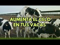 Aplica estas estrategias y aumenta el celo en tus vacas 🐄📈🤠