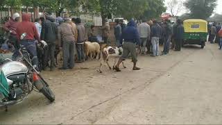 Chainpura bakra mandi updated saturday jaipur bakra mandi