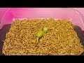 MEALWORMS VS JALAPENO