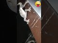 short sopunvlog house gecko fight sopunvlog জেঠী