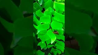 #Zs garden #leaves  #plants #outdoorplants #youtube #garden #flower #instagram #shortvideo #shorts