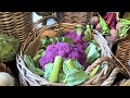 Purple and yellow Cauliflowers