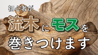 初心者が流木にモスを巻き付ける動画【40㎝水槽シリーズ】