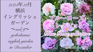 【2024年12月 横浜イングリッシュガーデン vol.9 ブルーローズコレクション】yokohama english garden in December blue rose collection