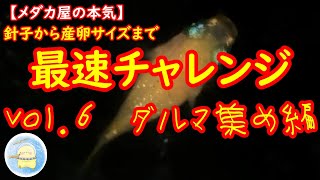 【本気】針子から産卵サイズまで最速チャレンジ！！vol.6ダルマ集め編【ひよこめだか/メダカ飼育】