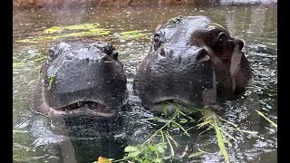 【神戸どうぶつ王国】2022年6月 コビトカバのコウメとタムタムの同居　[Kobe Animal Kingdom] Mini hippo Tamtam and Koume live together