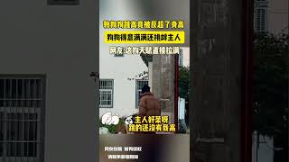 教狗狗跳高竟被反超了身高 狗狗得意满满还挑衅主人 网友：这狗天赋直接拉满