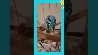 Budgie preening his tail and feet - Cookie the budgie