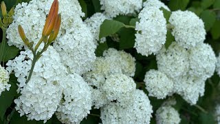 INCREDIBALL HYDRANGEA | SMOOTH HYDRANGEA @leniesgarden9501