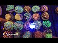 top 5 most profitable intermediate corals