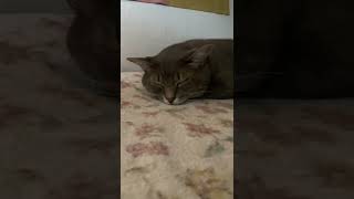 #風の猫　朝..　ソファーでツチノコスタイルで気持ちよさそうに眠る猫…　#shorts