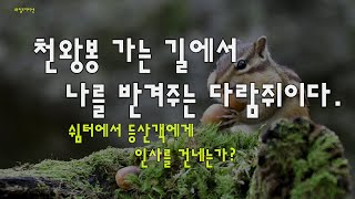 [와일드지리산 UHD] 천왕봉 가는 길에서 나를 반겨주는 다람쥐이다. 쉼터에서 등산객에게 인사를 건네는가?