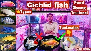 Cichlid fish | Cichlid fish tank mates, Food, Care, Tank setup, Disease & Treatment | Pari Aquarium