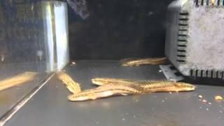 【ドリーム熱帯】ワイルド ポリプテルス ビキールsp Polypterus bichir