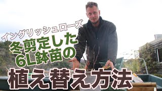 冬剪定した6L鉢苗を大きい鉢に植え替えます！