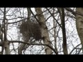 hunting squirrels with a shotgun in sussex