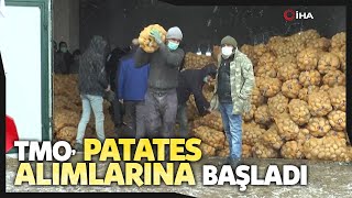 TMO,  ( Toprak Mahsulleri Ofisi ) Patates Alımlarına Başladı