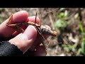 情報量鬼多すぎて頭おかしくなる路上でのカマキリ採集