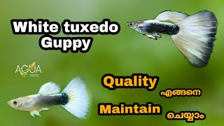 White tuxedo guppy caring | white tuxedo guppy malayalam | high guppy quality | AQUA MAGIC | EP#49