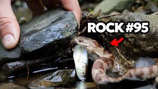 I Flipped 100 Rocks in a River, Here's What I Found...