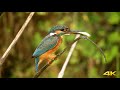 Common Kingfisher: Bird catching a fish by RST Wildlife