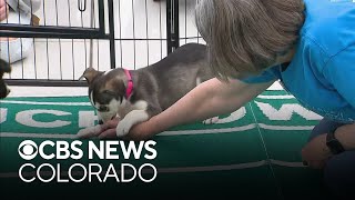 Annual Puppy Bowl returns to Denver International Airport