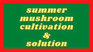 Summer Mushroom Cultivation  Assam,গৰমৰ দিনত মাশ্বৰুম খেতিৰ সাৱধানতা