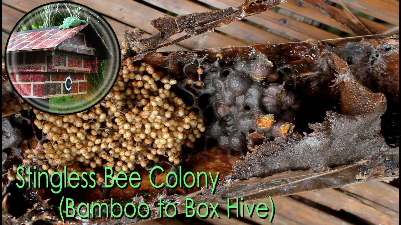 Stingless Bee Colony Itama Trigona Bamboo To Box Hive Youtube