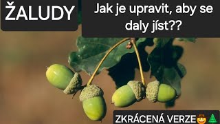 ŽALUDY JAKO NOUZOVÉ JÍDLO / PŘÍPRAVA A VYUŽITÍ