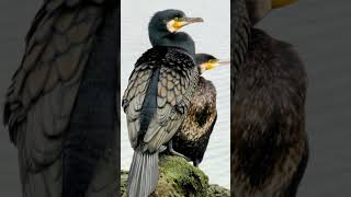 🐦【鳥図鑑】🐦ウミウ（215）Japanese Cormorant / Temminck's Cormorant