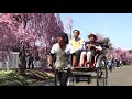 四季カメラ2019　福島県喜多方市　日中線の桜