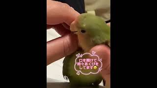 マッサージされるインコ🦜#インコ #マッサージ#massage #shorts #コザクラインコ#癒し #もふもふ #癒し #animals#おすすめ #可愛い