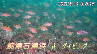 焼津石津浜の海でダイビング　台風前後2022.08.11＆15