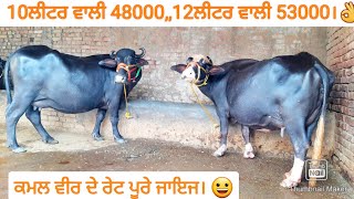 10-12ਲੀਟਰ ਵਾਲੀਆ 3 ਝੋਟੀਆ ਵੀਕਾਓ। 3 Buffalo,, #murrah and #nileravi/vadiya farm/29-8-22