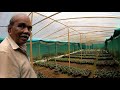 pepper thekkan black pepper cultivation kurumulaku krishi best black pepper kerala theakkan