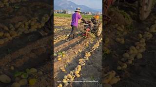 Mechanical assistance: potato harvesting in modern agriculture