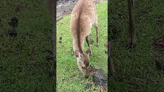 奈良公園のシカが草を食べてる#shorts