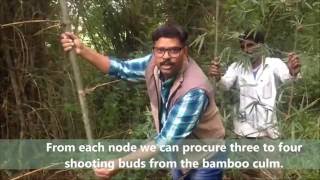 Vegetative Propagation of Bamboo by Cuttings