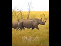 Rhino VS Hippo #shorts #animals