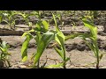 corn product response to high ph soils