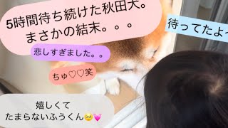 【娘の帰りをひたすら待ち続けて愛が溢れた秋田犬が可愛すぎました♡が、まさかの結末。笑】　#秋田犬　#大型犬　#dog  #cutedog #癒し　#犬　#ゴールデンレトリバー　#ふわつく　#cute