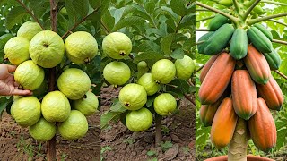 🌿Grow Guava and Papaya Trees Fast with These Pro Tips! #live