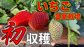 祝、初収穫。今年初めてのイチゴの収穫をして行きます。〜初心者でも簡単に出来るイチゴ栽培シリーズ〜