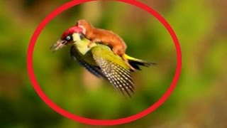 Extraordinary  Weasel rides on woodpecker's back HD