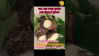 চুইঝালের অনন্য স্বাদ! খুলনার ঐতিহ্যের ঝাঁজ, এখন আপনার প্লেটে!