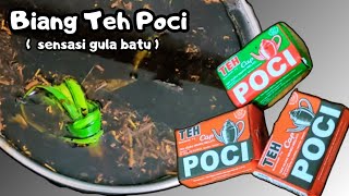 BONGKAR CARA MEMBUAT BIANG TEH POCI DENGAN GULA BATU